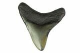 3.32" Fossil Megalodon Tooth - South Carolina - #130825-1